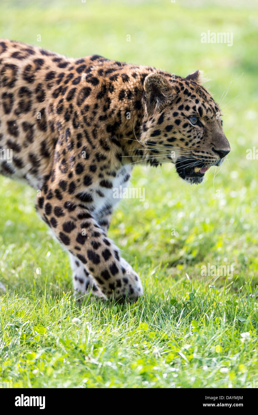 Amur Leopard Banque D'Images