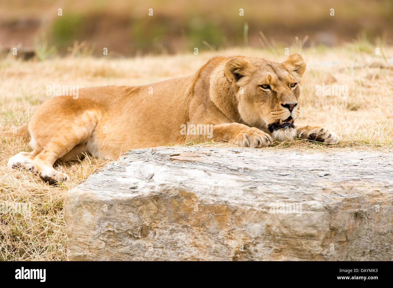 Lionne mis sur un grand rocher plat Banque D'Images