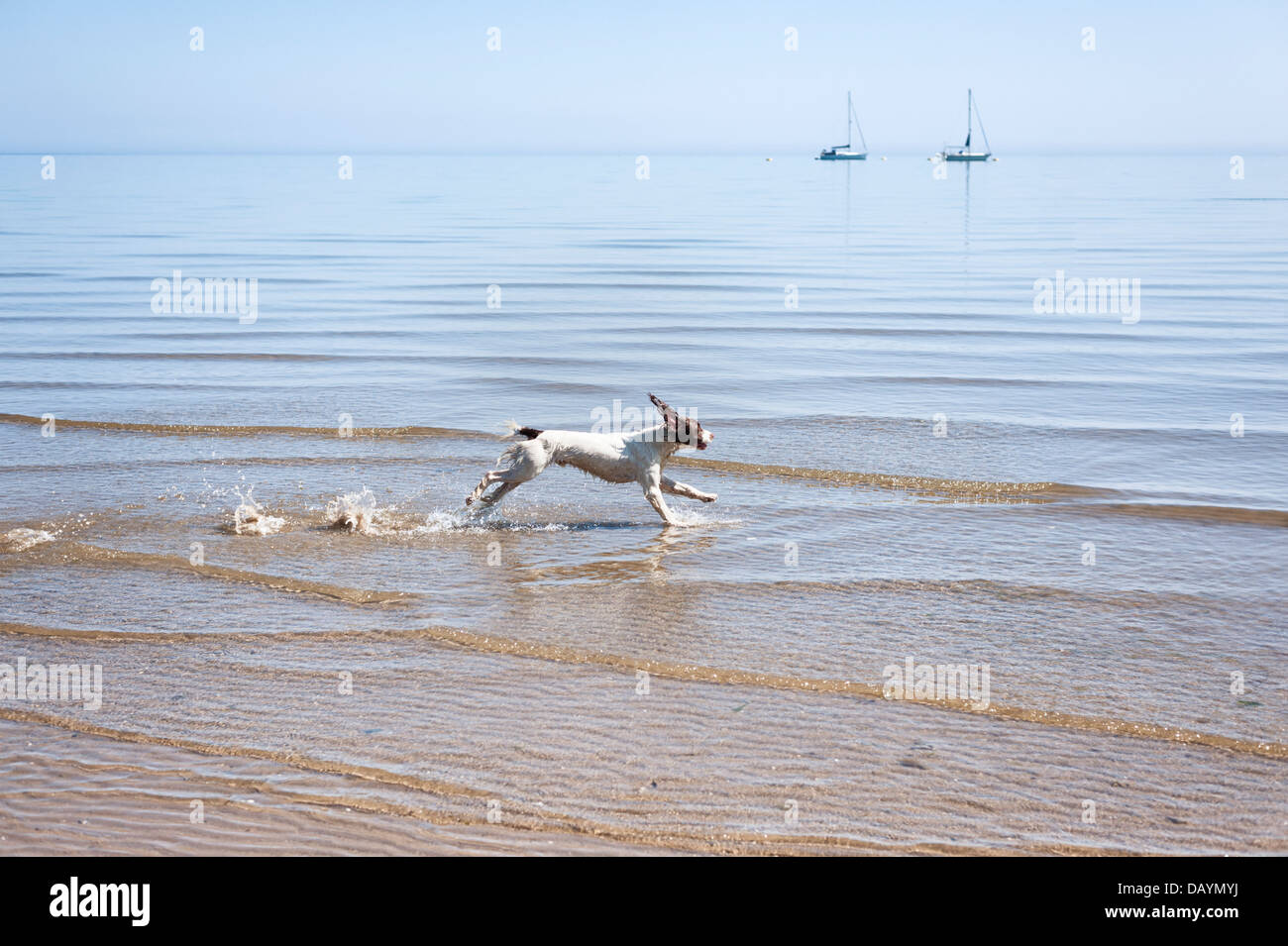 Jeune chien qui court dans la mer sur une plage Banque D'Images