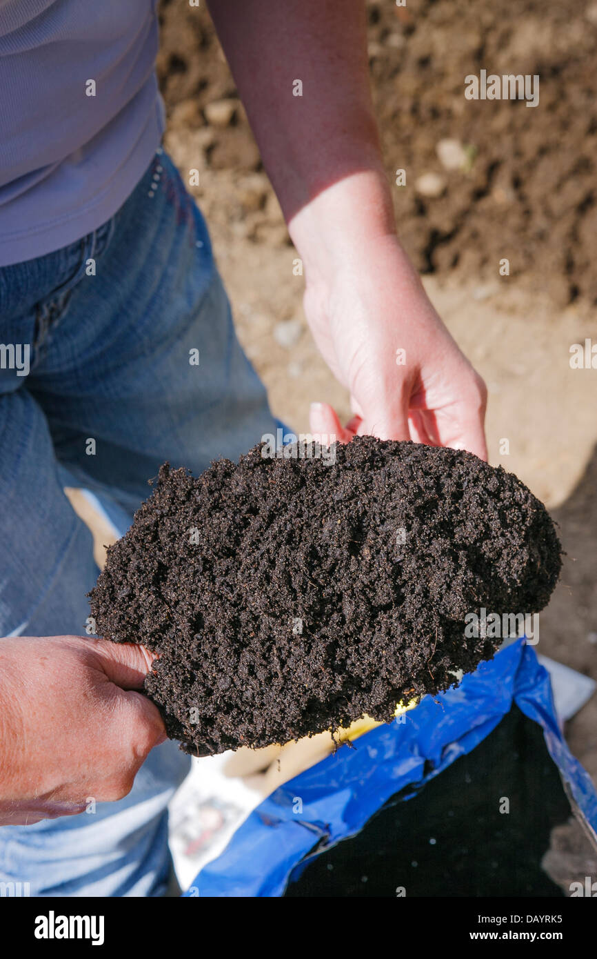 Une truelle pleine de compost Banque D'Images