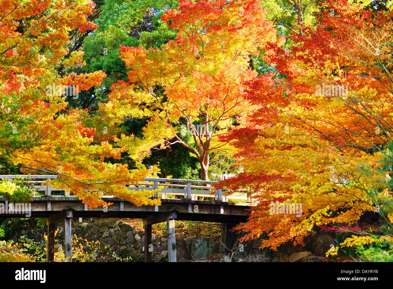 Le feuillage à l'automne à Nagoya, au Japon. Banque D'Images