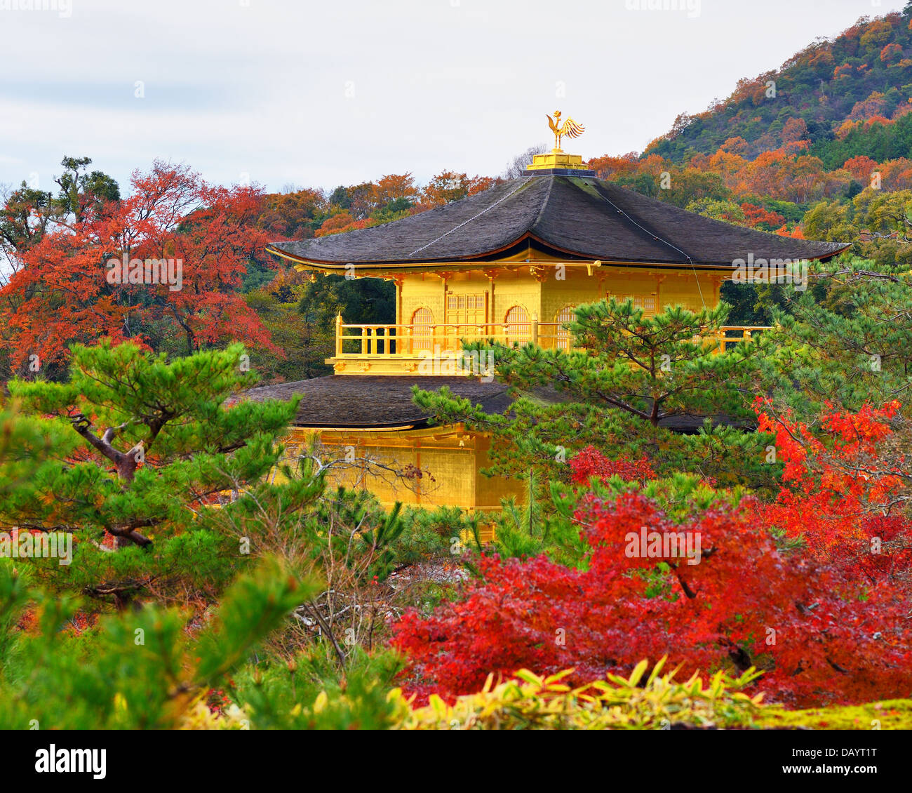 Temple du pavillon d'Or à Kyoto, au Japon. nov 28 Banque D'Images