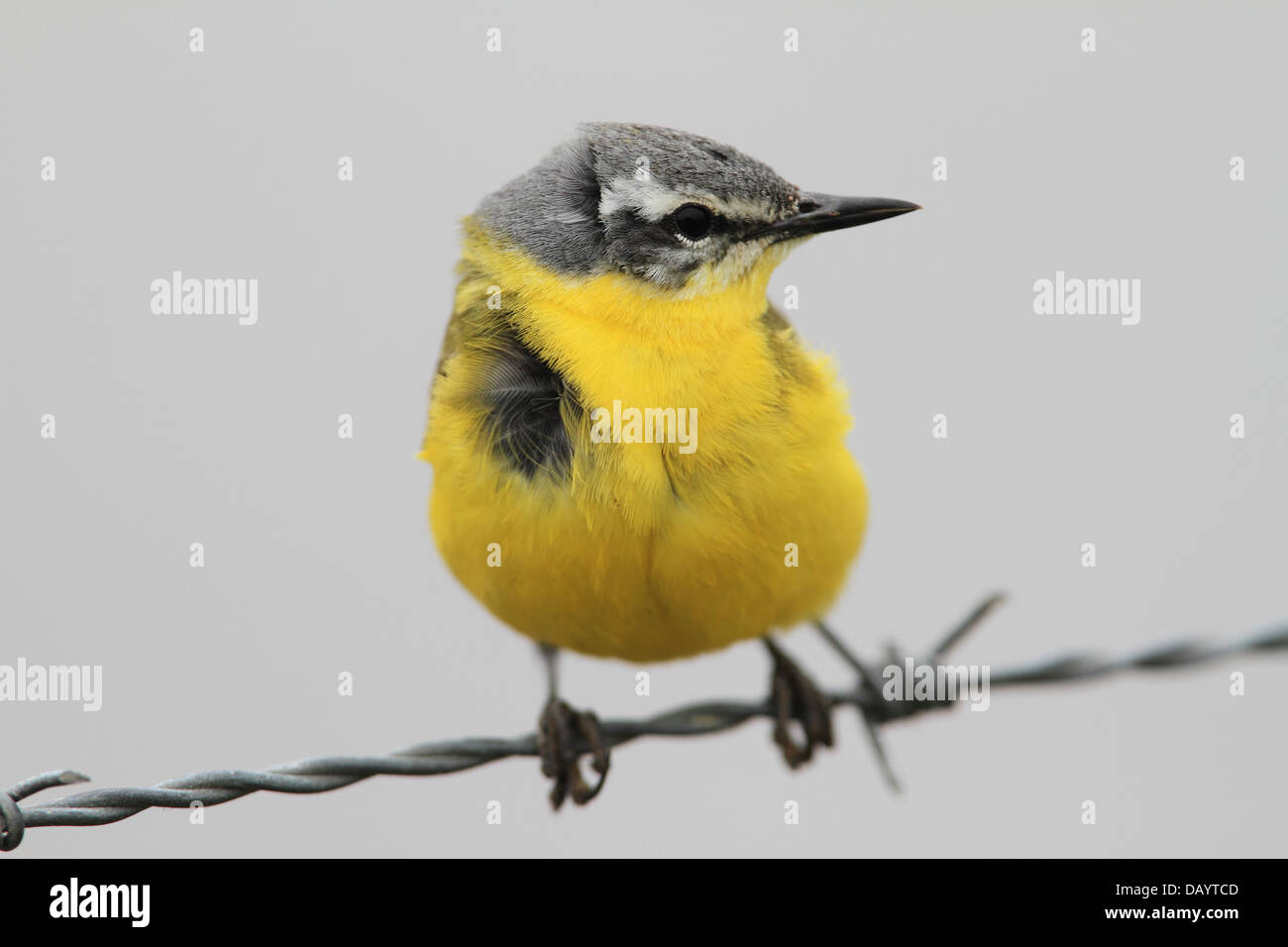 Close-up de l'ouest de la bergeronnette printanière (Motacilla flava) reposant sur Barb Wire. Photographié à Vaerneengene au Danemark Banque D'Images