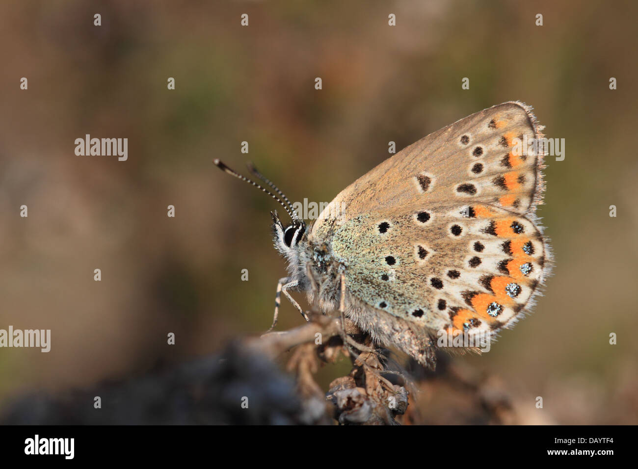 Les Idas Plebejus idas (bleu) photographié à Råbjerg, au Danemark. Banque D'Images