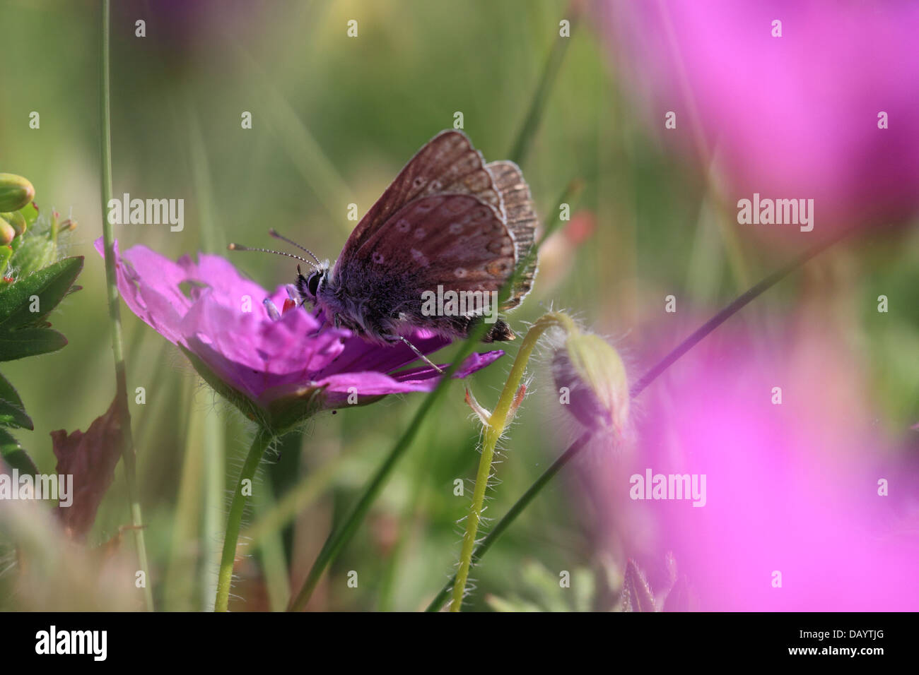 Le nord de l'Argus Brun (Aricia artaxerxes) Banque D'Images