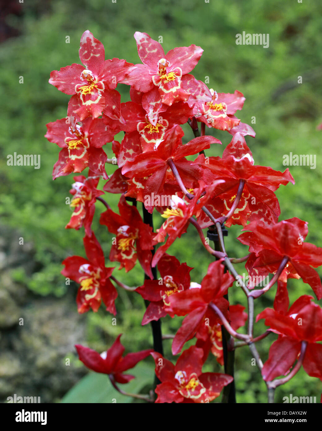 Colmanara Orchidée hybride rouge, Orchidaceae. Banque D'Images