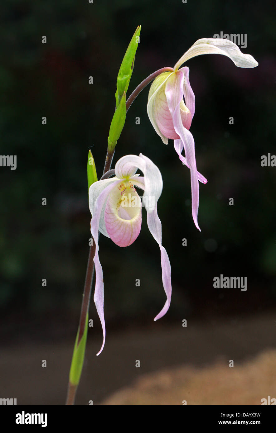 Lady's Slipper Orchid, Phragmipedium calurum, Orchidaceae. Phrag. Banque D'Images