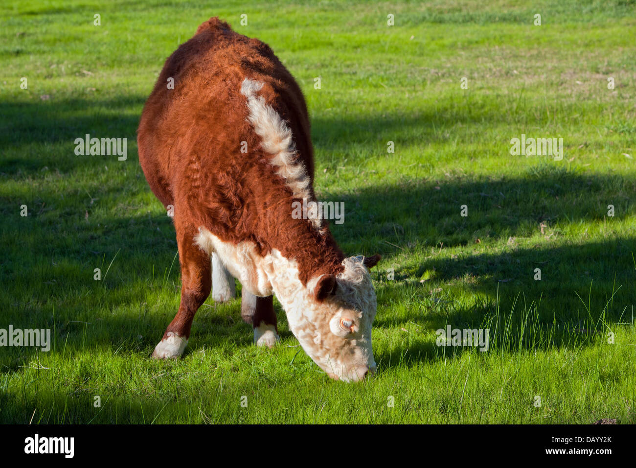 Vache Hereford pôle Banque D'Images