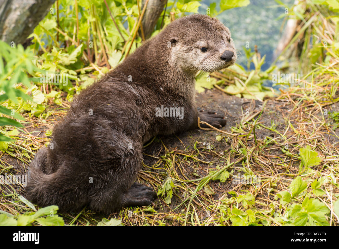 Stock photo d'un North American River Otter pup. Banque D'Images