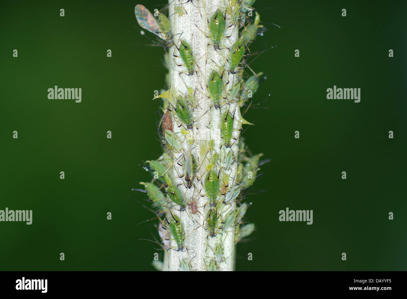 Pucerons Banque D'Images