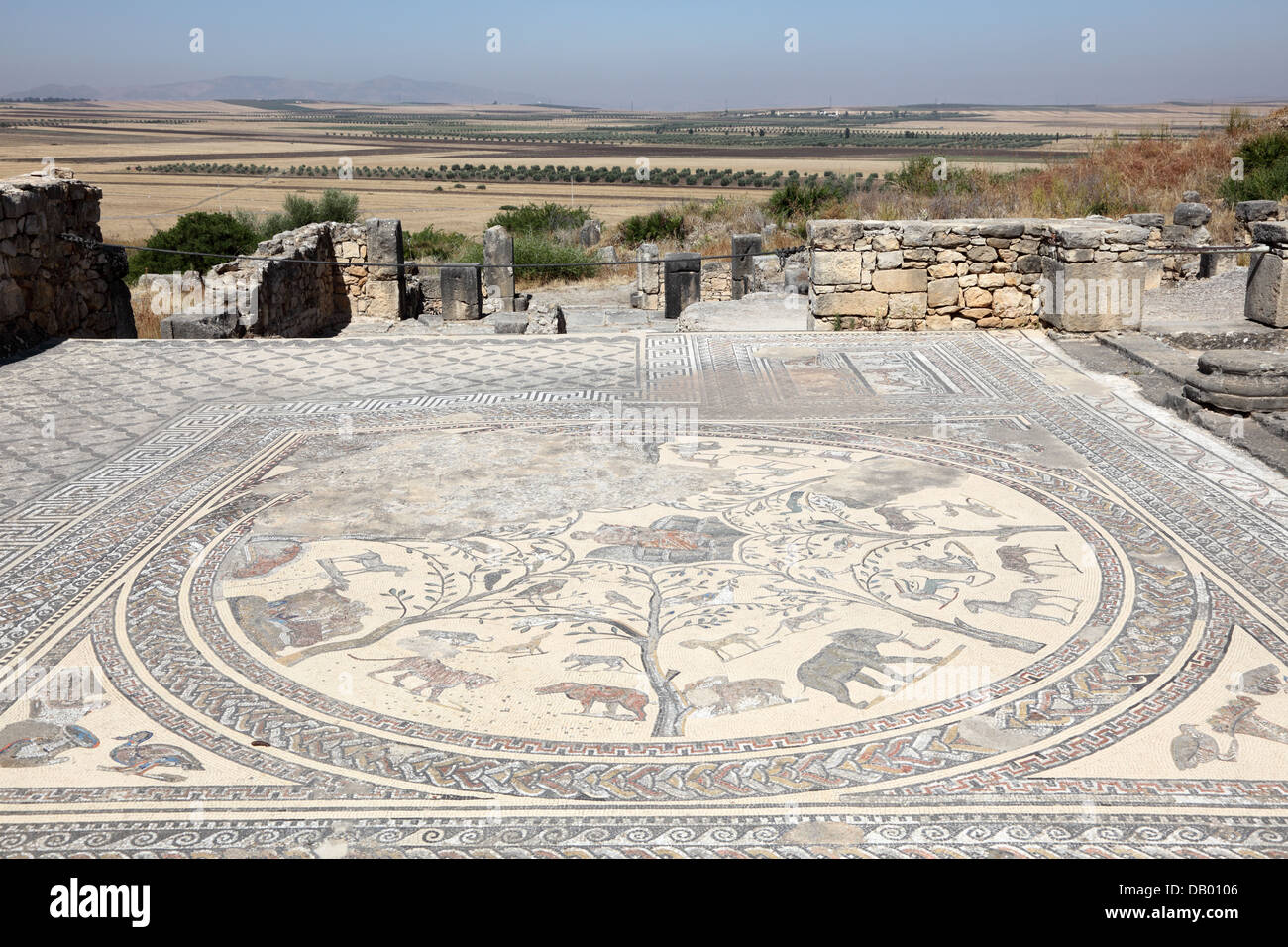 Mosaïque romaine à Volubilis, Maroc, Afrique du Nord Banque D'Images