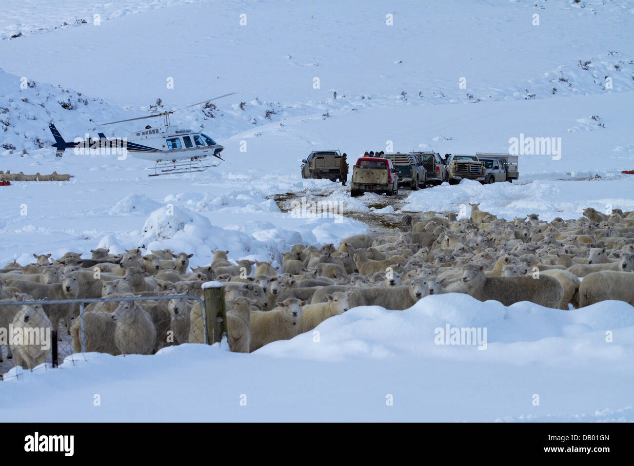 Les agriculteurs le rassemblement des moutons dans la neige profonde à côté de l'Pigroot" (SH 85), Maniototo, Central Otago, île du Sud, Nouvelle-Zélande Banque D'Images