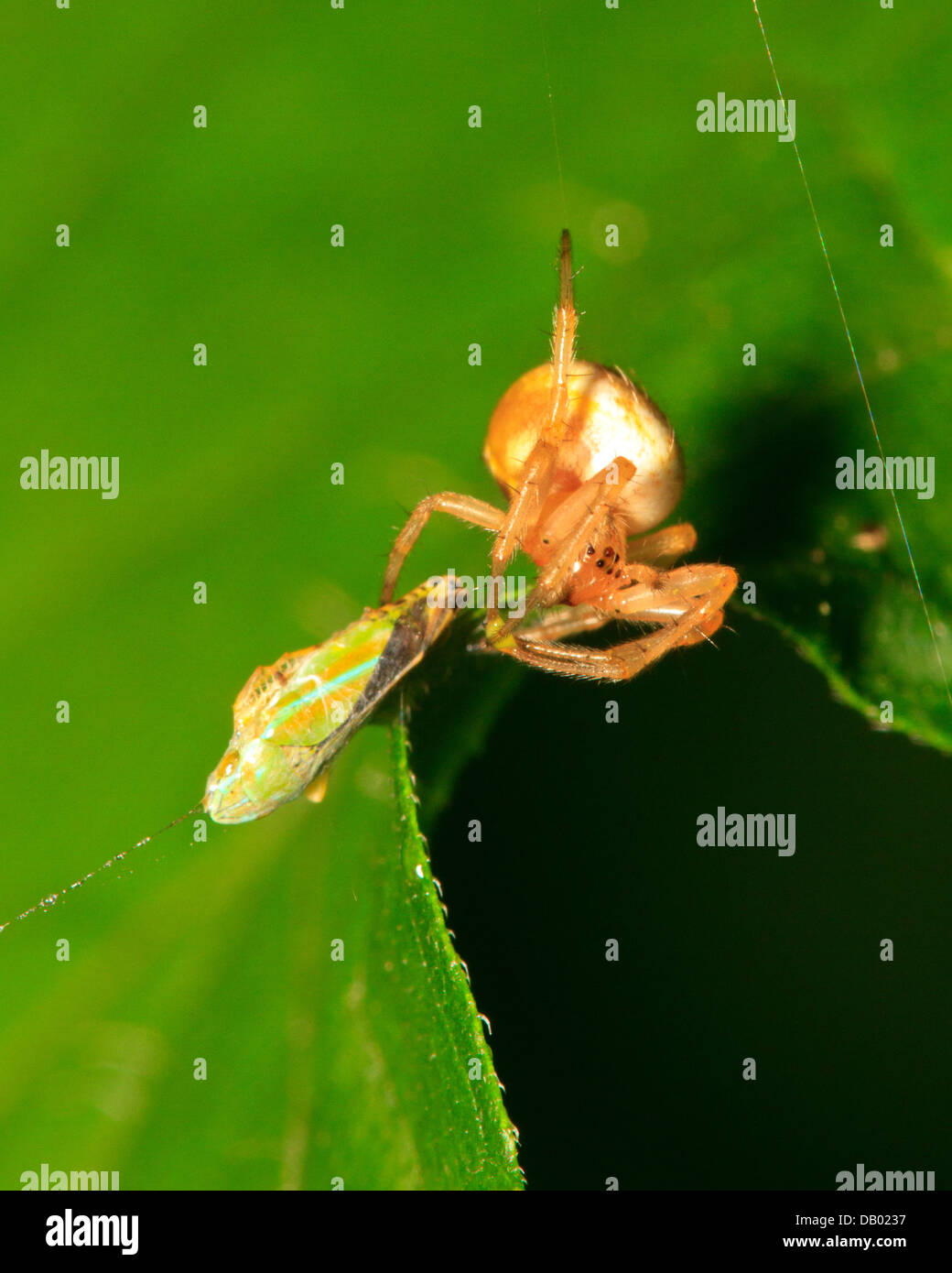La cicadelle avec araignée proie Banque D'Images