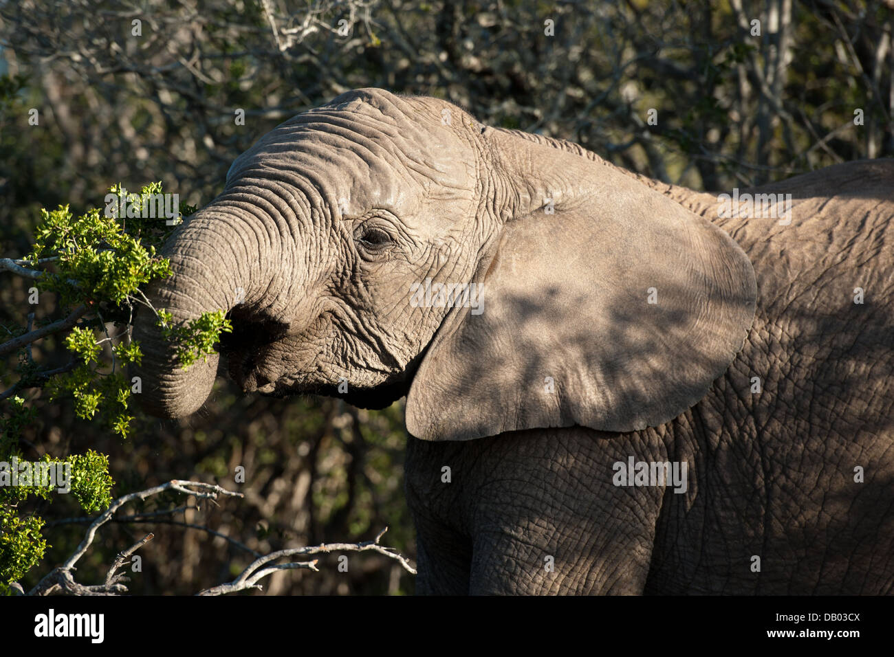 L'éléphant africain (Loxodonta africana africana) alimentation, Addo Elephant National Park, Eastern Cape, Afrique du Sud Banque D'Images
