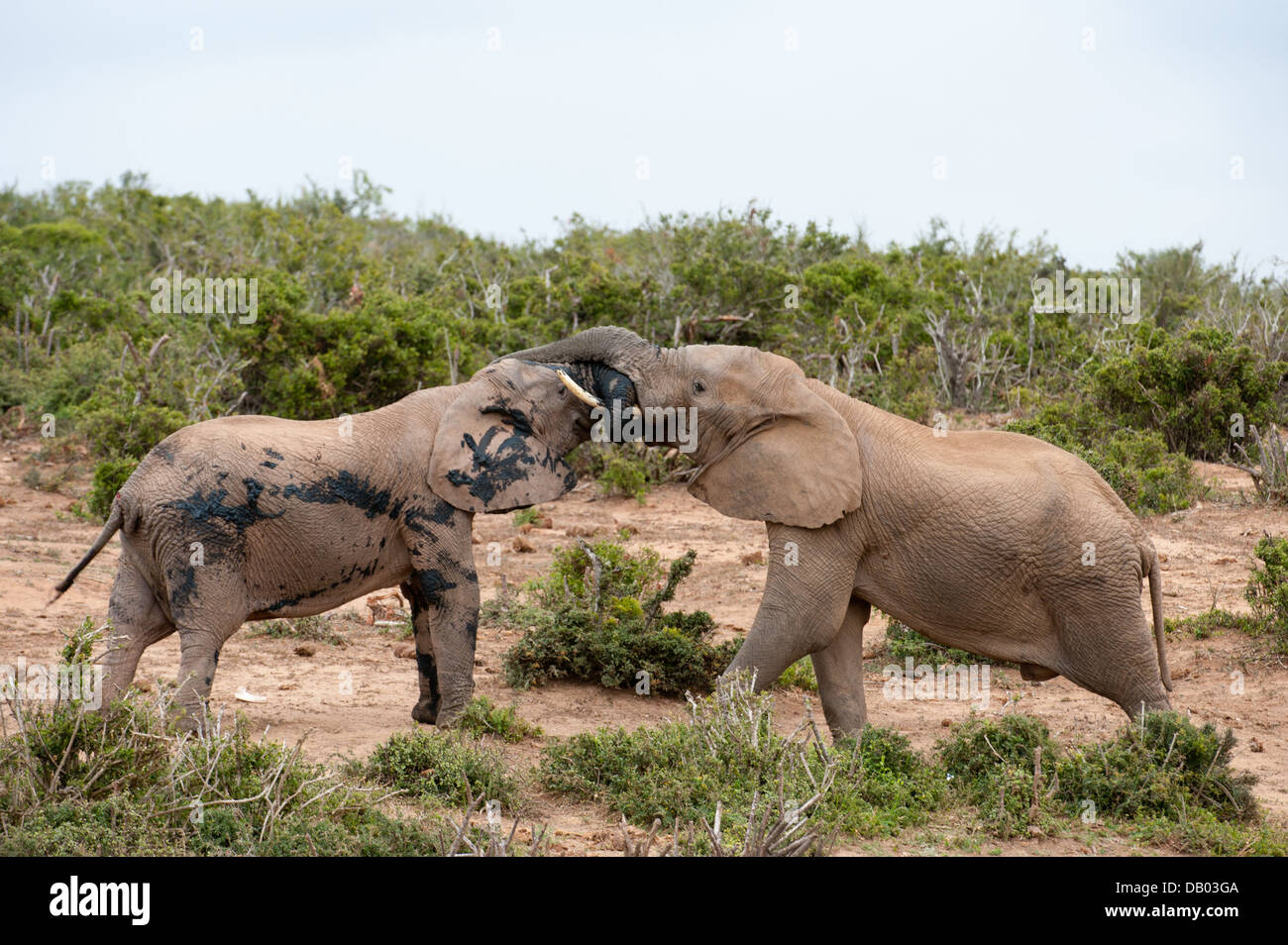 Les jeunes éléphants d'Afrique Loxodonta africana africana jouer(), l'Addo Elephant National Park, Eastern Cape, Afrique du Sud Banque D'Images