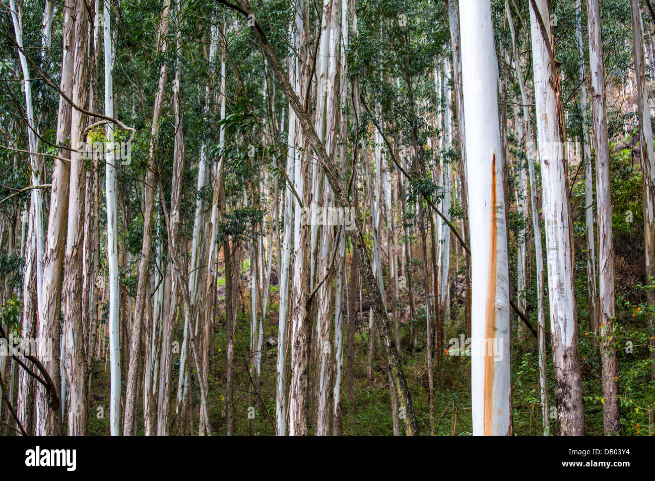 Eucalyptus, Munar, Inde Banque D'Images