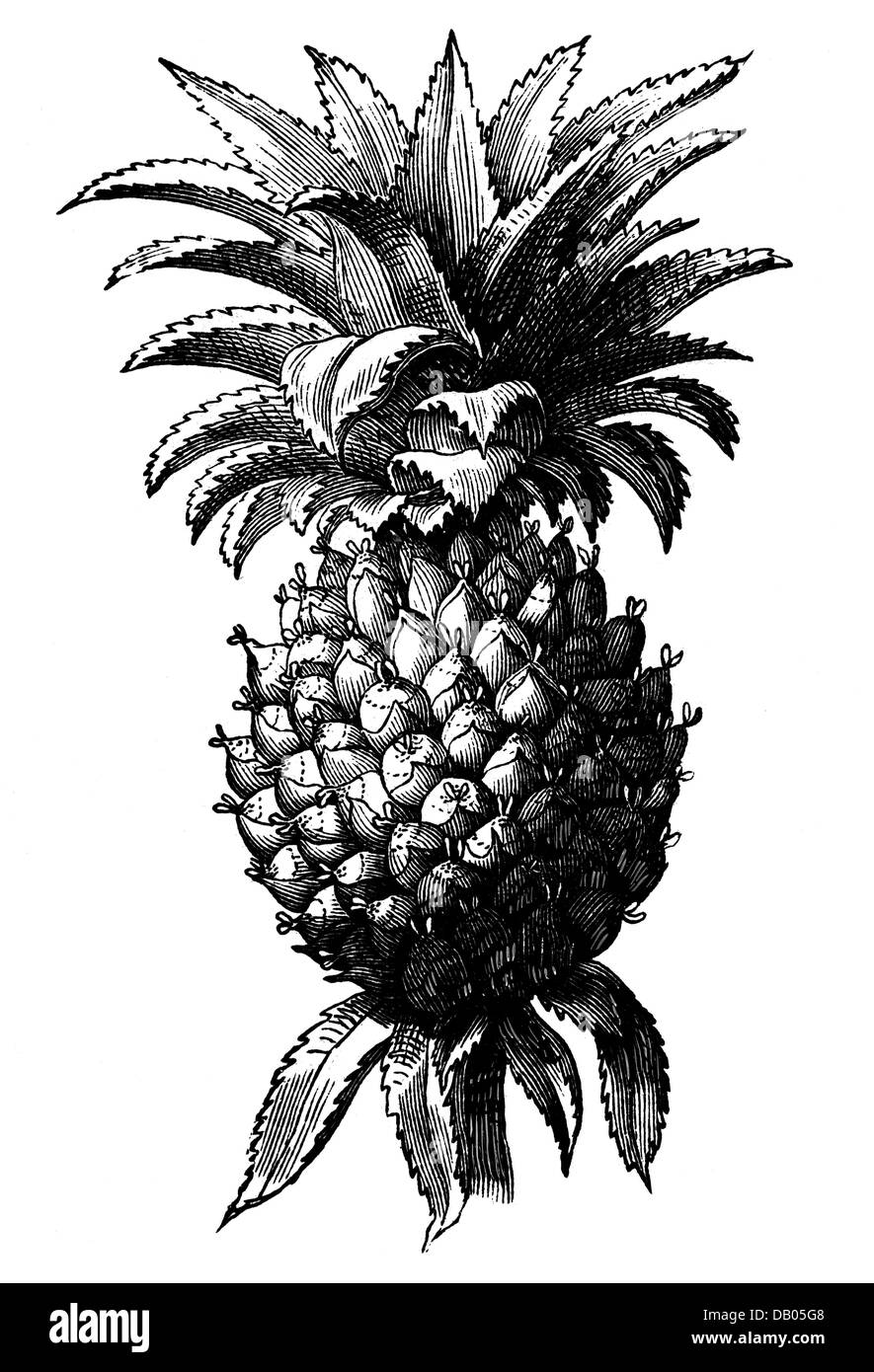 botanique, fruit, ananas, (Ananas comosus), fruit, gravure en bois, 19e siècle, droits additionnels-Clearences-non disponible Banque D'Images