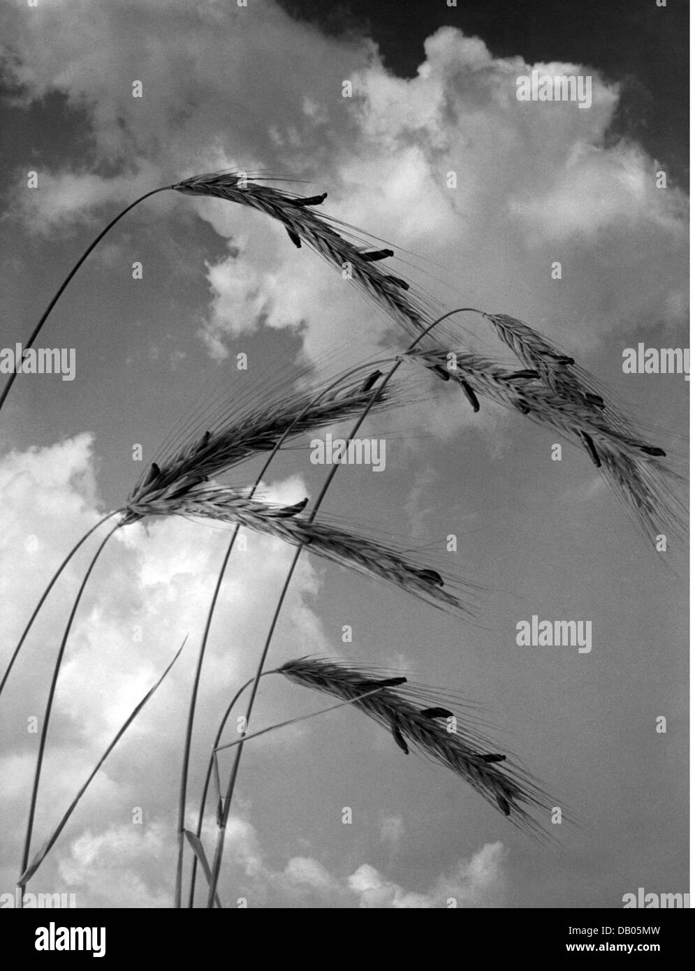 botanique, champignons, ergot (Claviceps purpurea), sclérotes sur le seigle, Allemagne, années 1940, droits additionnels-Clearences-non disponible Banque D'Images botanique, champignons, ergot (Claviceps purpurea), sclérotes sur le seigle, Allemagne, années 1940, droits additionnels-Clearences-non disponible Banque D'Images