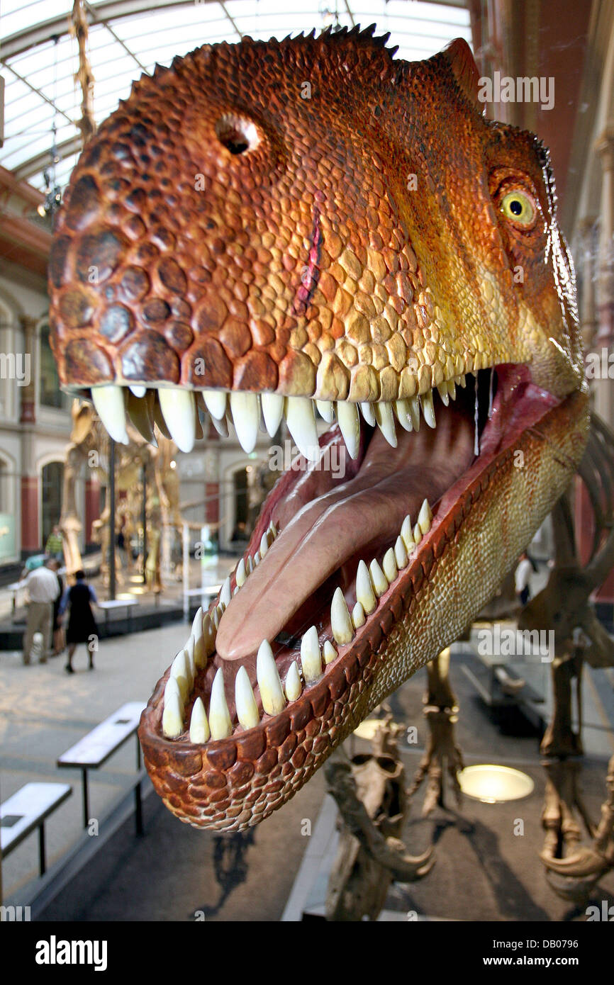 Un replication d'un Allorosaurus fragilis photographié au Musée d'histoire naturelle de Berlin, Allemagne, 10 juillet 2007. Le musée ouvre le 13 juillet après deux ans de restauration affichant le plus grand dinosaure skelton et quatre salles redessinée. Photo : Stephanie Pilick Banque D'Images