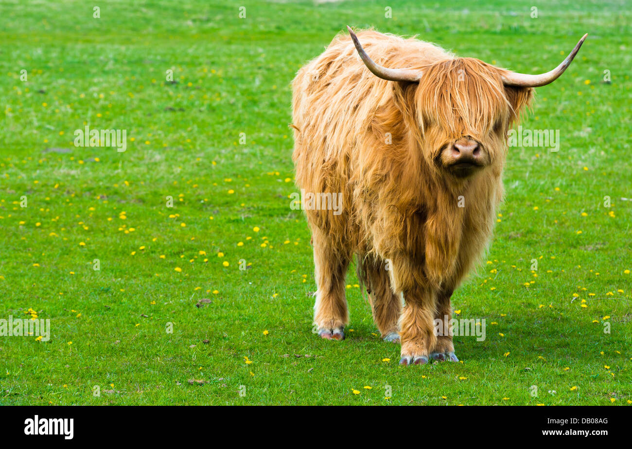 Vache highland rouge sur un pâturage de Zwin, Belgique. Banque D'Images