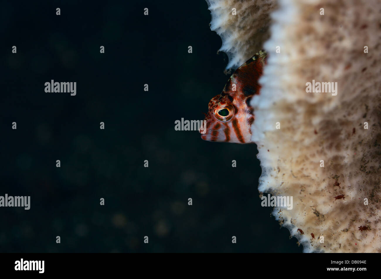 Blotched hawkfish se cache dans une éponge dans le sable volcanique foncé de l'île de Bali. Banque D'Images