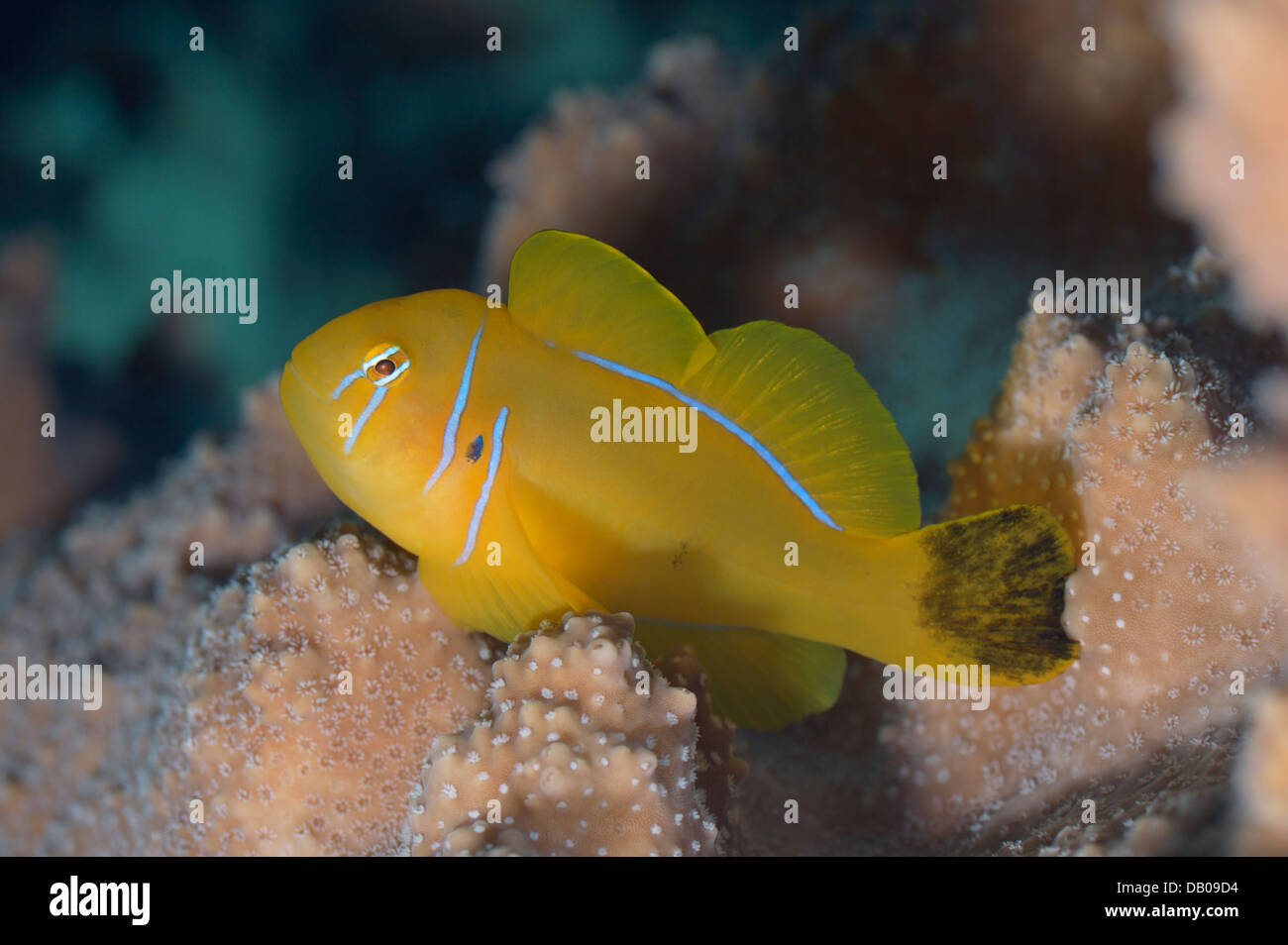 Gobie citron avec queue noire se trouve sur le disque Acropora corail. Banque D'Images