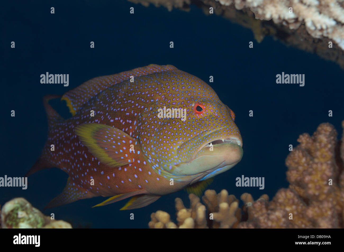 Mérou à points bleus rouge se cache sous le corail. Banque D'Images