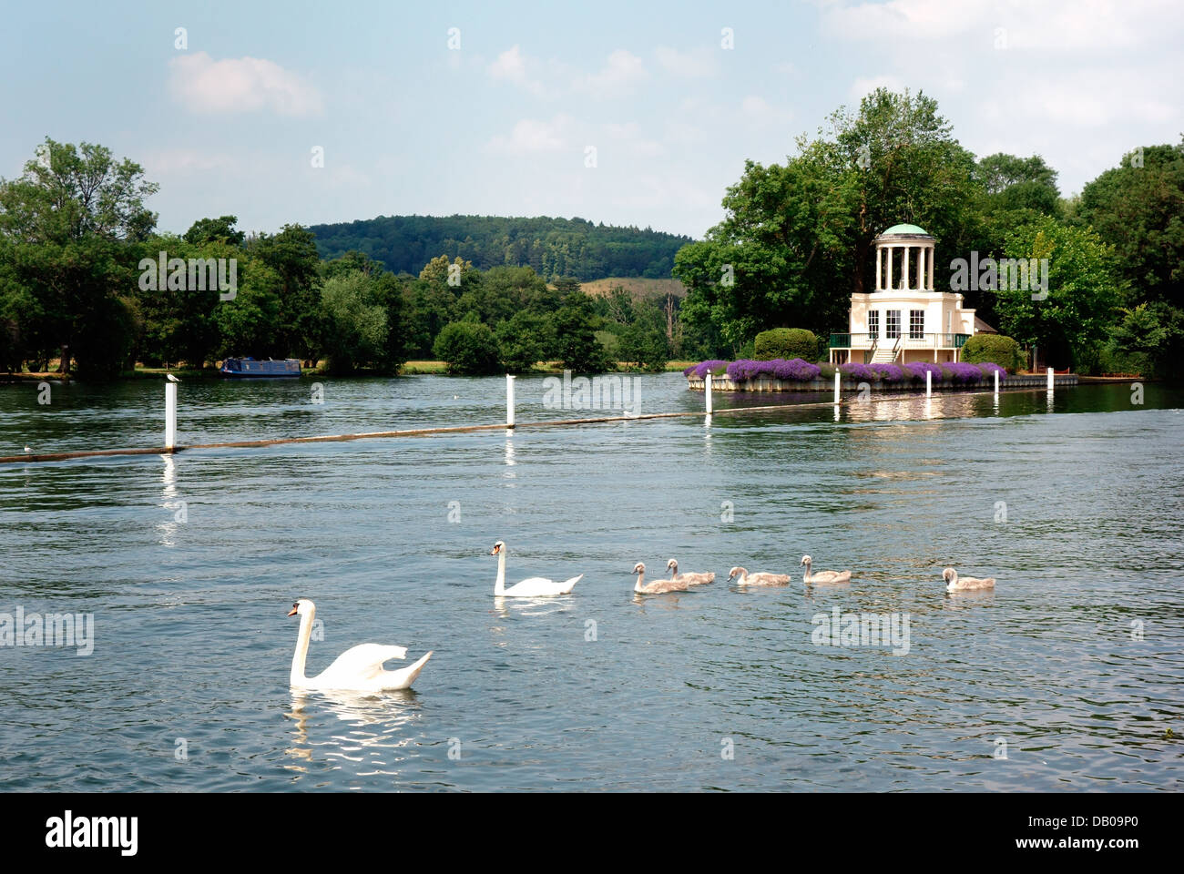 Deux cygnes et leurs cinq paquets à transmettre par l'île de Temple sur la Tamise Banque D'Images