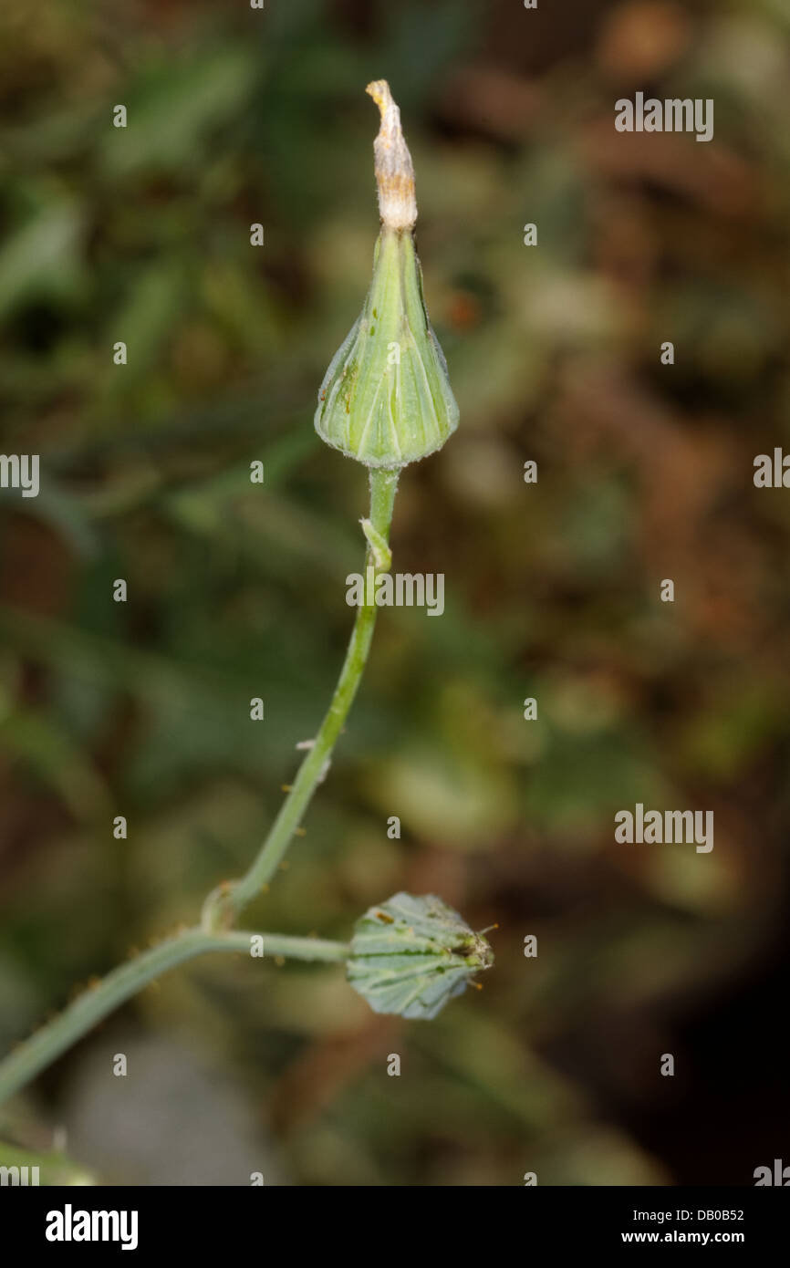 Fleur de laiteron épineux, Sonchus asper Banque D'Images