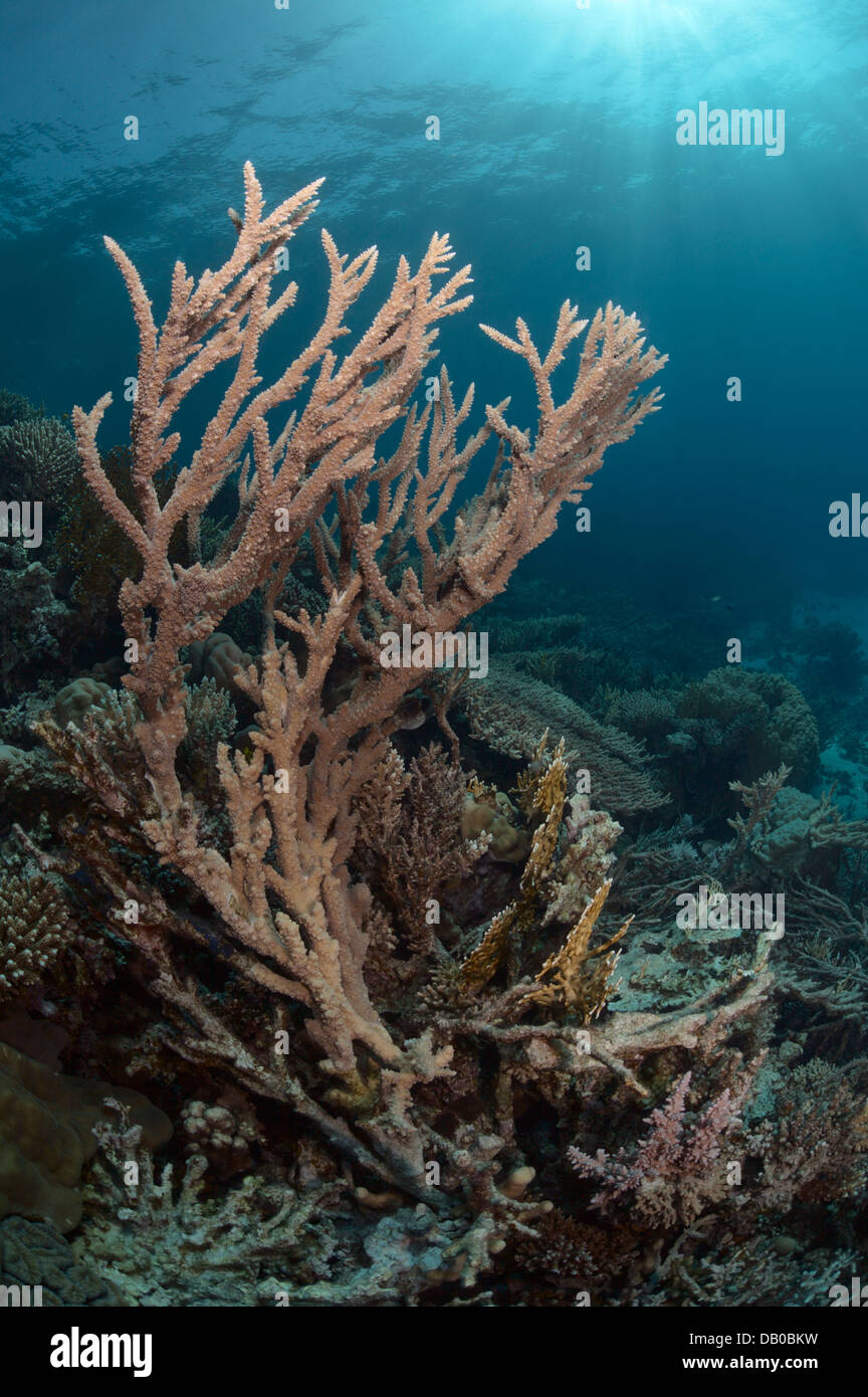 Coraux Acropora créer de belles formations rocheuses dans les eaux de la Mer Rouge. Ils sont faciles à briser mais se développent rapidement. Banque D'Images