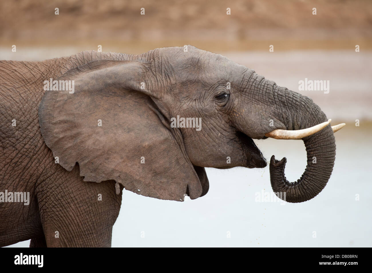 Boire de l'eléphant d'Afrique Loxodonta africana africana(), l'Addo Elephant National Park, Eastern Cape, Afrique du Sud Banque D'Images