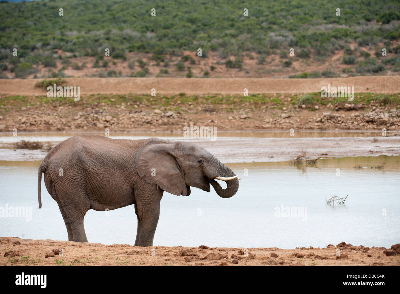 L'éléphant d'Afrique Loxodonta africana africana ( potable), l'Addo Elephant National Park, Eastern Cape, Afrique du Sud Banque D'Images