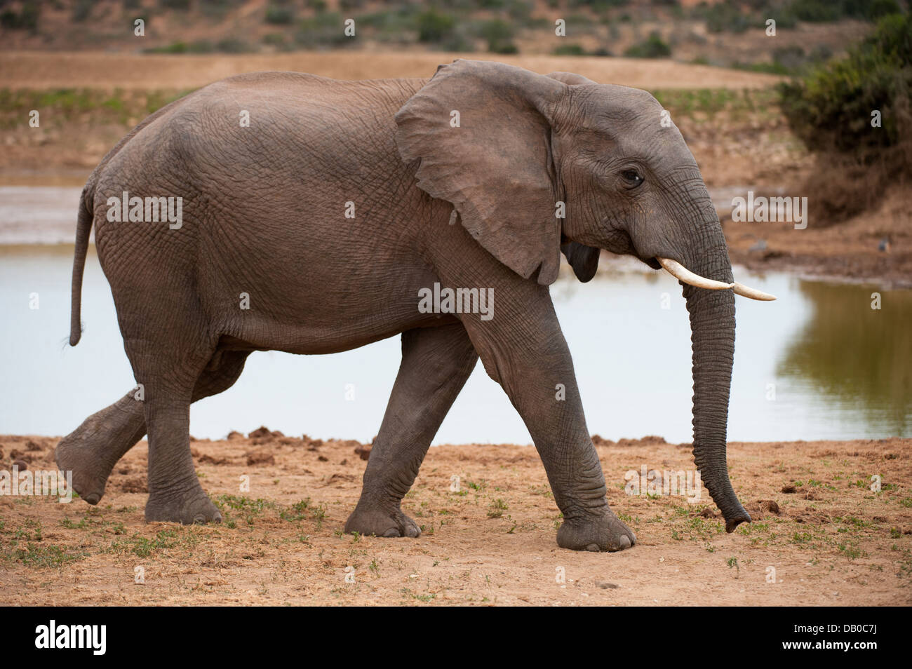 L'éléphant africain (Loxodonta africana africana), l'Addo Elephant National Park, Eastern Cape, Afrique du Sud Banque D'Images