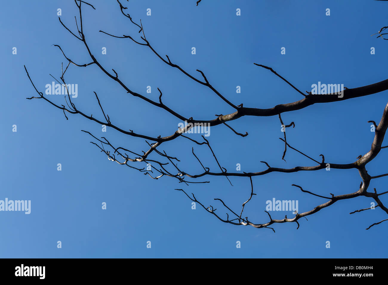 Direction générale de la sec sur l'air des feuilles dans le bois de fond de ciel bleu Banque D'Images