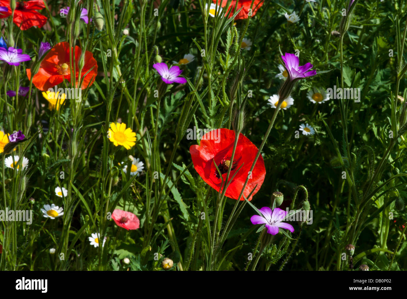 Close-up de fleurs sauvages - coquelicots, marguerites, fleurs de maïs et corncockles Banque D'Images