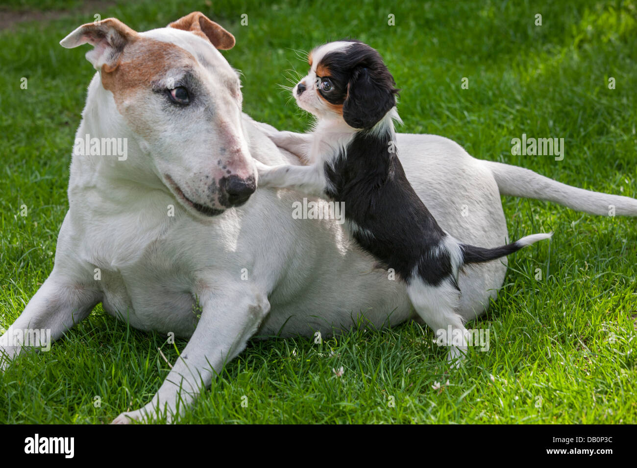 Adorable Cavalier King Charles Spaniel puppy playing avec Bull Terrier dog in garden Banque D'Images