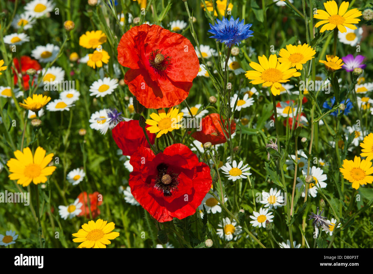 Close-up de fleurs sauvages - coquelicots, marguerites, des barbeaux, le maïs et les œillets d'corncockles Banque D'Images
