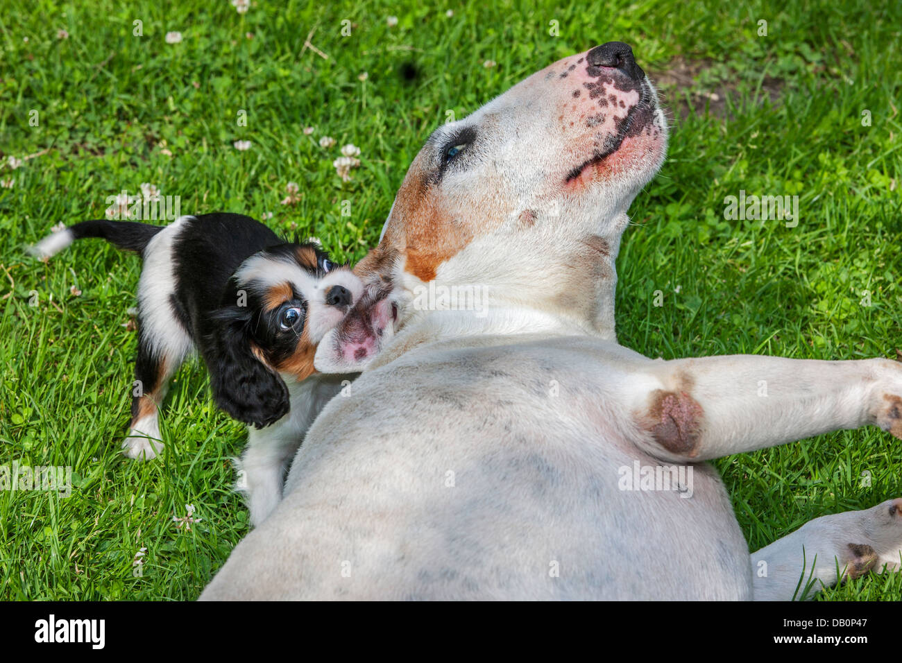 Ludique mignon Cavalier King Charles Spaniel puppy playing avec Bull Terrier chien en mordant son oreille dans jardin Banque D'Images