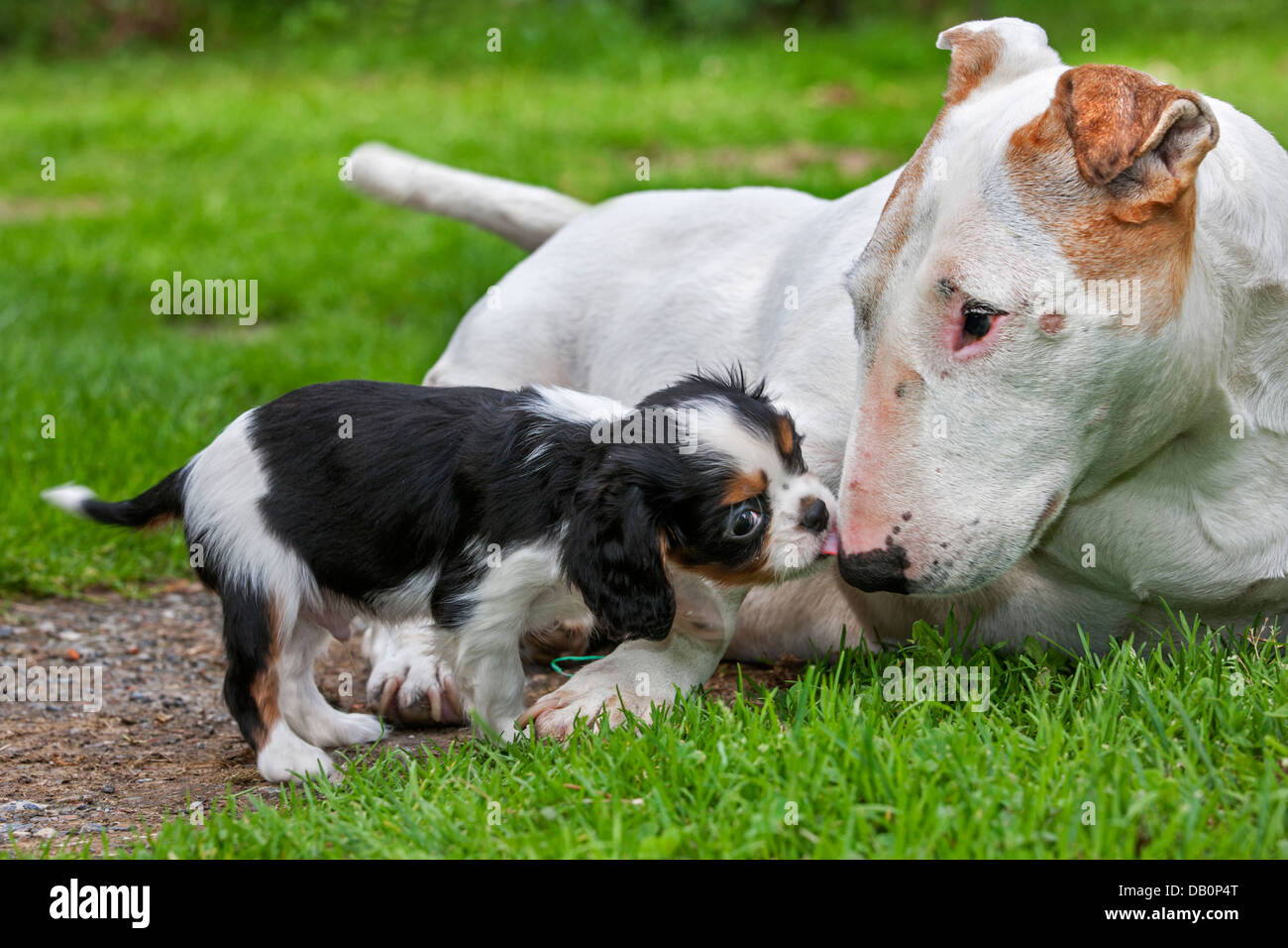 Adorable Cavalier King Charles Spaniel puppy dog bull terrier de souhaits dans jardin Banque D'Images