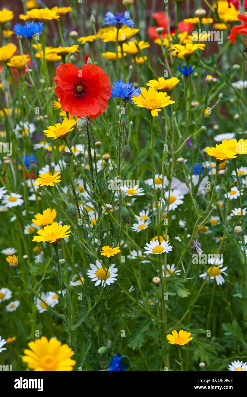 Close-up de fleurs sauvages - coquelicots, marguerites, des barbeaux, le maïs et les œillets d'corncockles Banque D'Images
