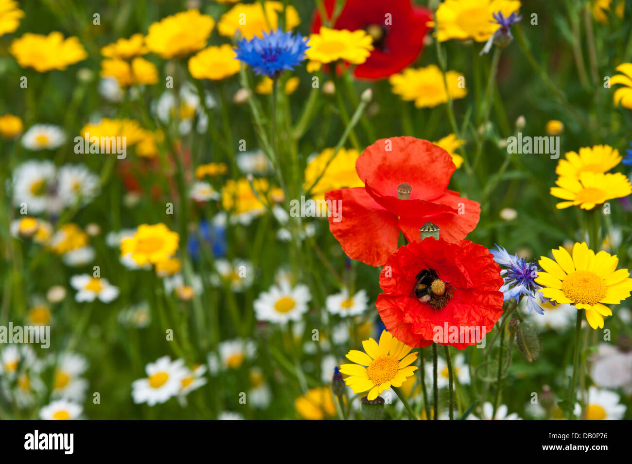 Close-up de fleurs sauvages - coquelicots, marguerites, des barbeaux, le maïs et les œillets d'corncockles Banque D'Images