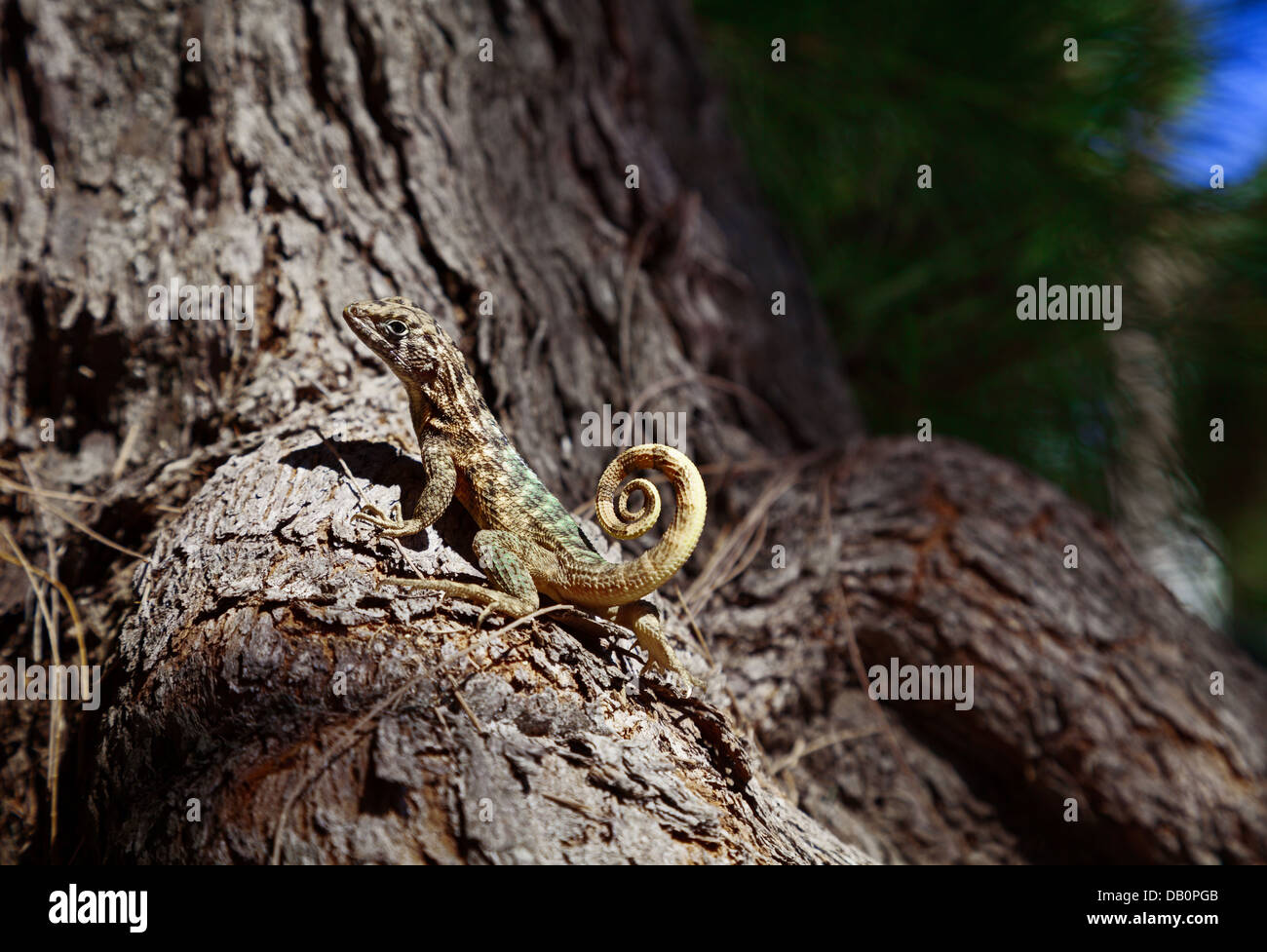 Curly-Tailed Lizard Banque D'Images
