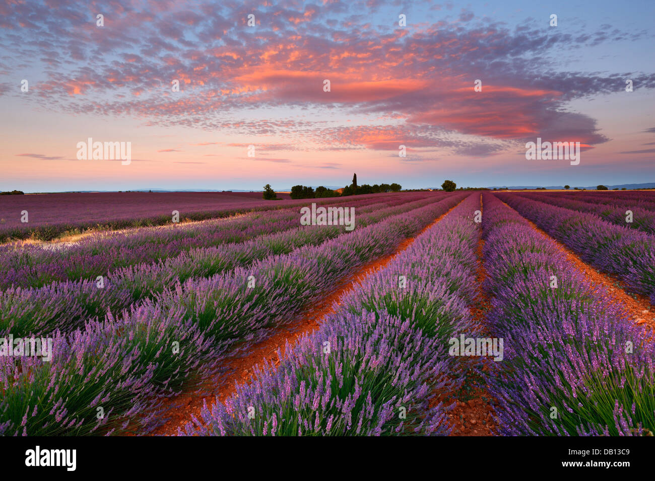 Lever du soleil avec de beaux nuages sur champ de lavande, Provence - France Banque D'Images