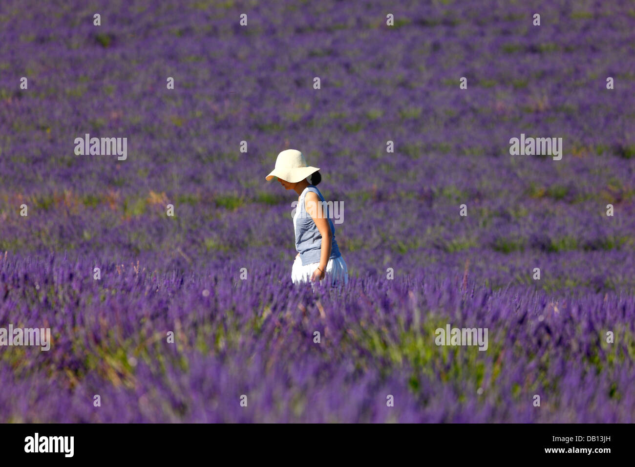 Femme en champ de lavande, Provance Banque D'Images