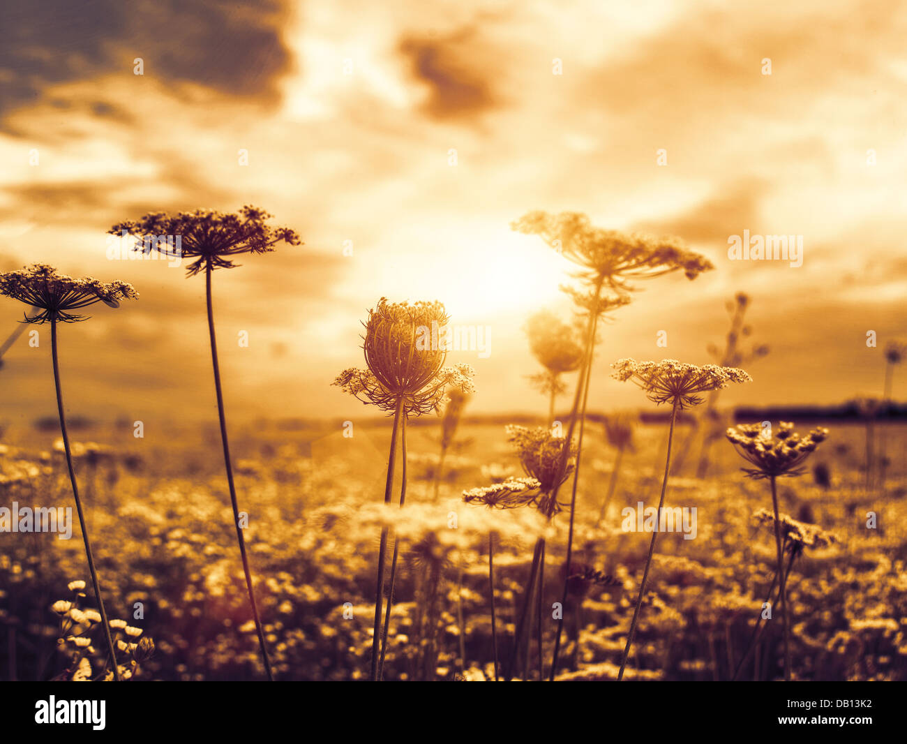 Dans theevening résumé sun, milieux naturels de fleurs sauvages Banque D'Images