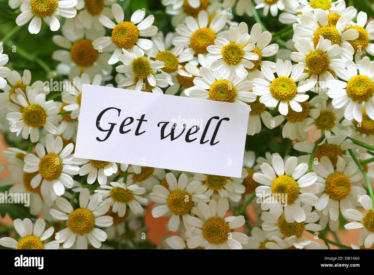 Get well note sur les fleurs de camomille Banque D'Images