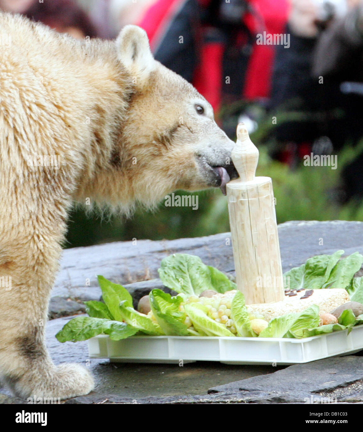 L Ours Polaire Knut Fete Son Premier Anniversaire Au Zoo De Berlin 05 Decembre 07 Le Premier Anniversaire De Knut Devrait Encore Attirer Des Foules De Visiteurs Plus De 2 5 Millions De Personnes
