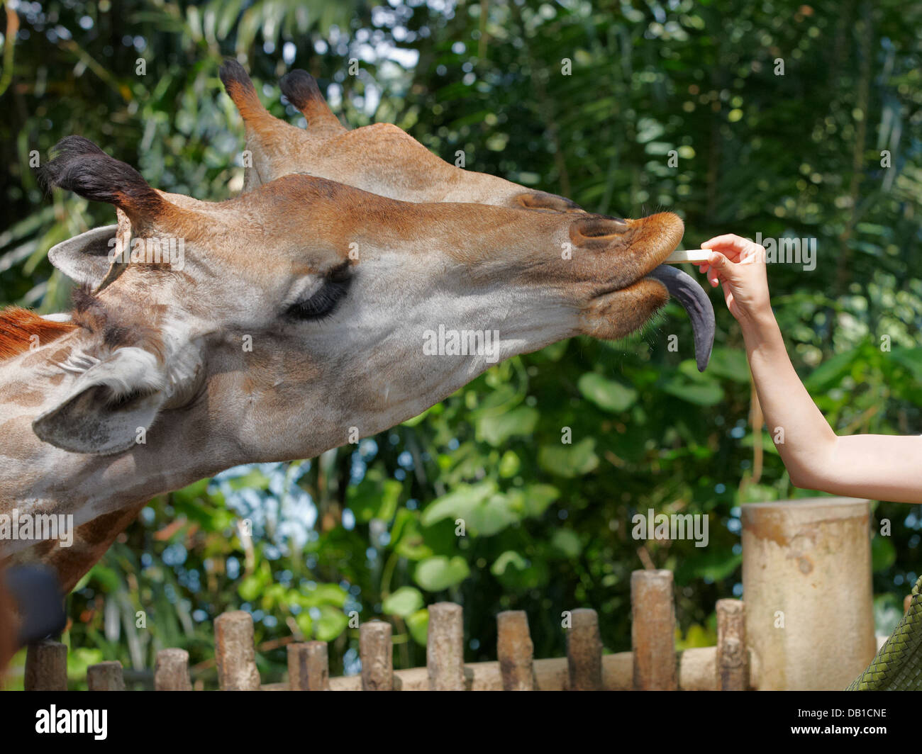 Dans l'alimentation girafe Zoo de Singapour. Nom scientifique : Giraffa. camelopardalist Banque D'Images