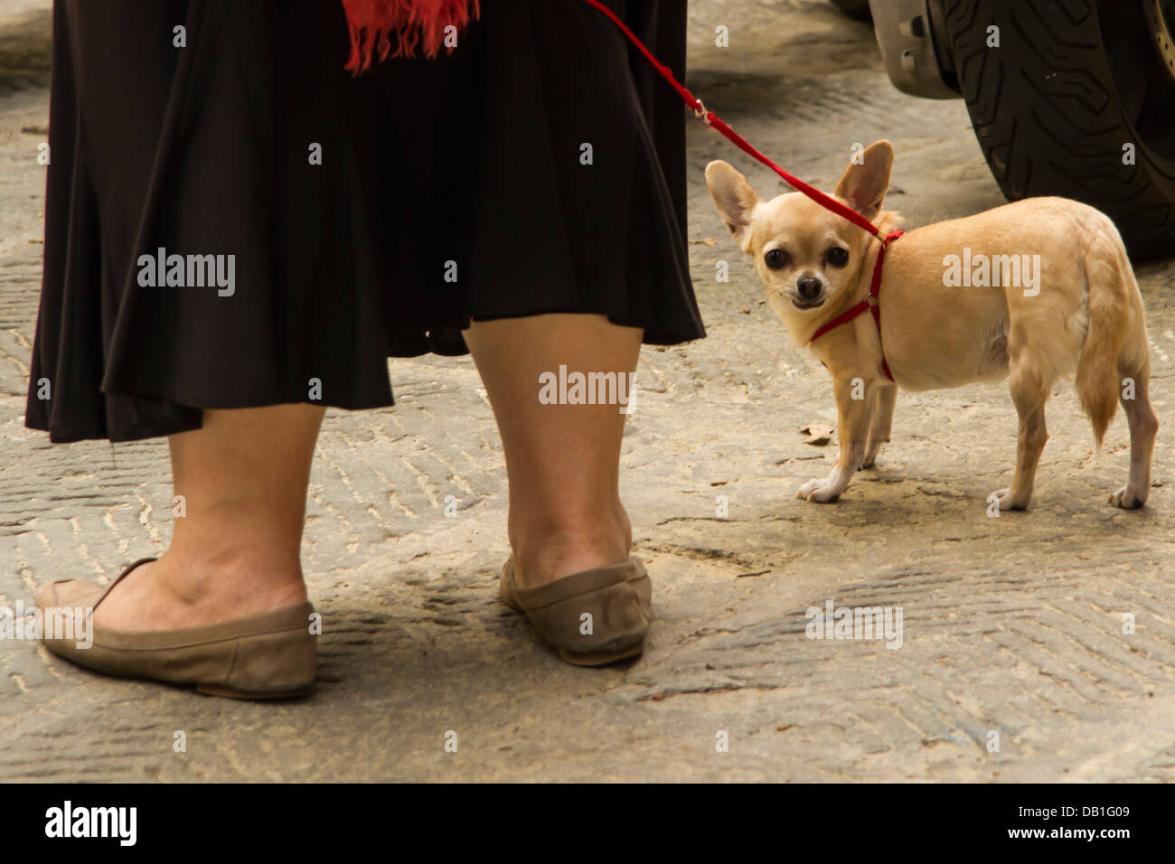 Grosse femme contrastant avec son petit chien Banque D'Images