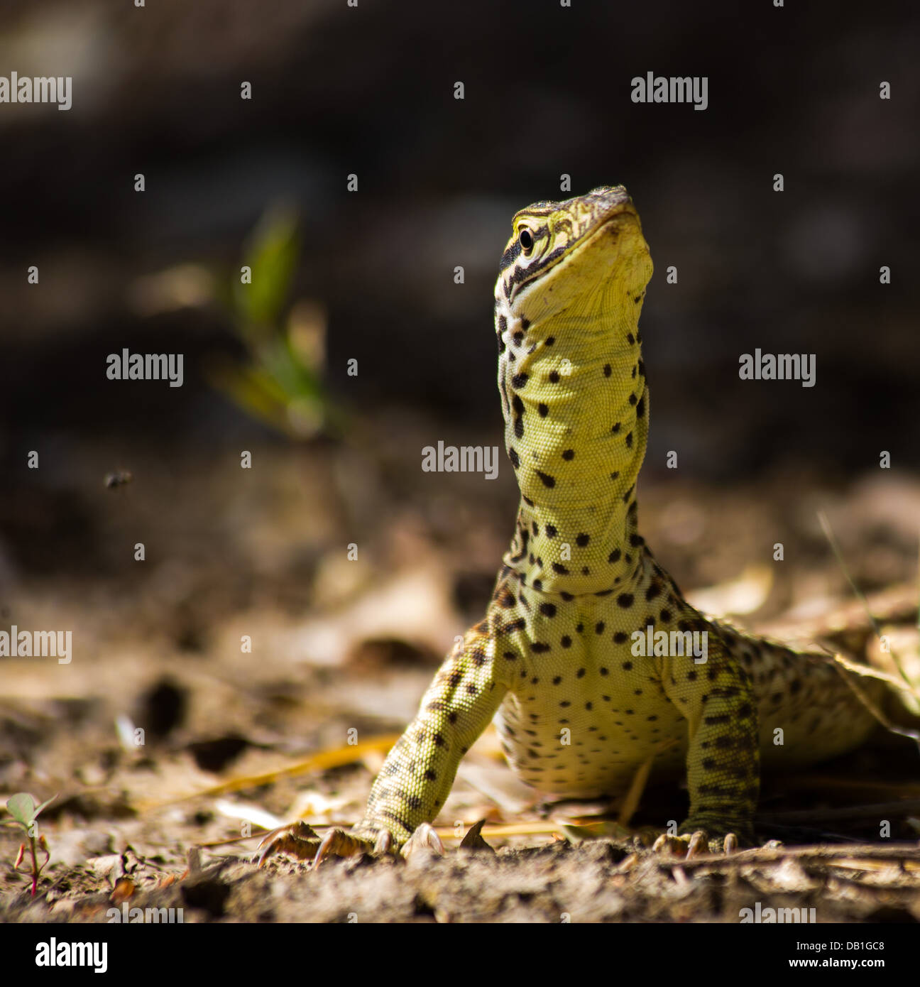 Perentie (Varanus giganteus) varan avec de délicats motifs juvéniles, près de Longreach, Queensland, Australie Banque D'Images